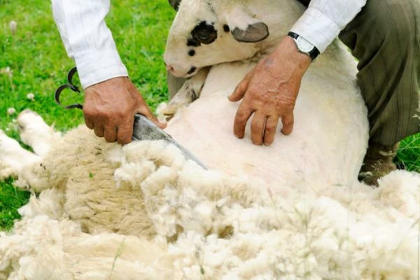 August 2023 Sees France's Imported Sheep and Goat Meat Reach $73M